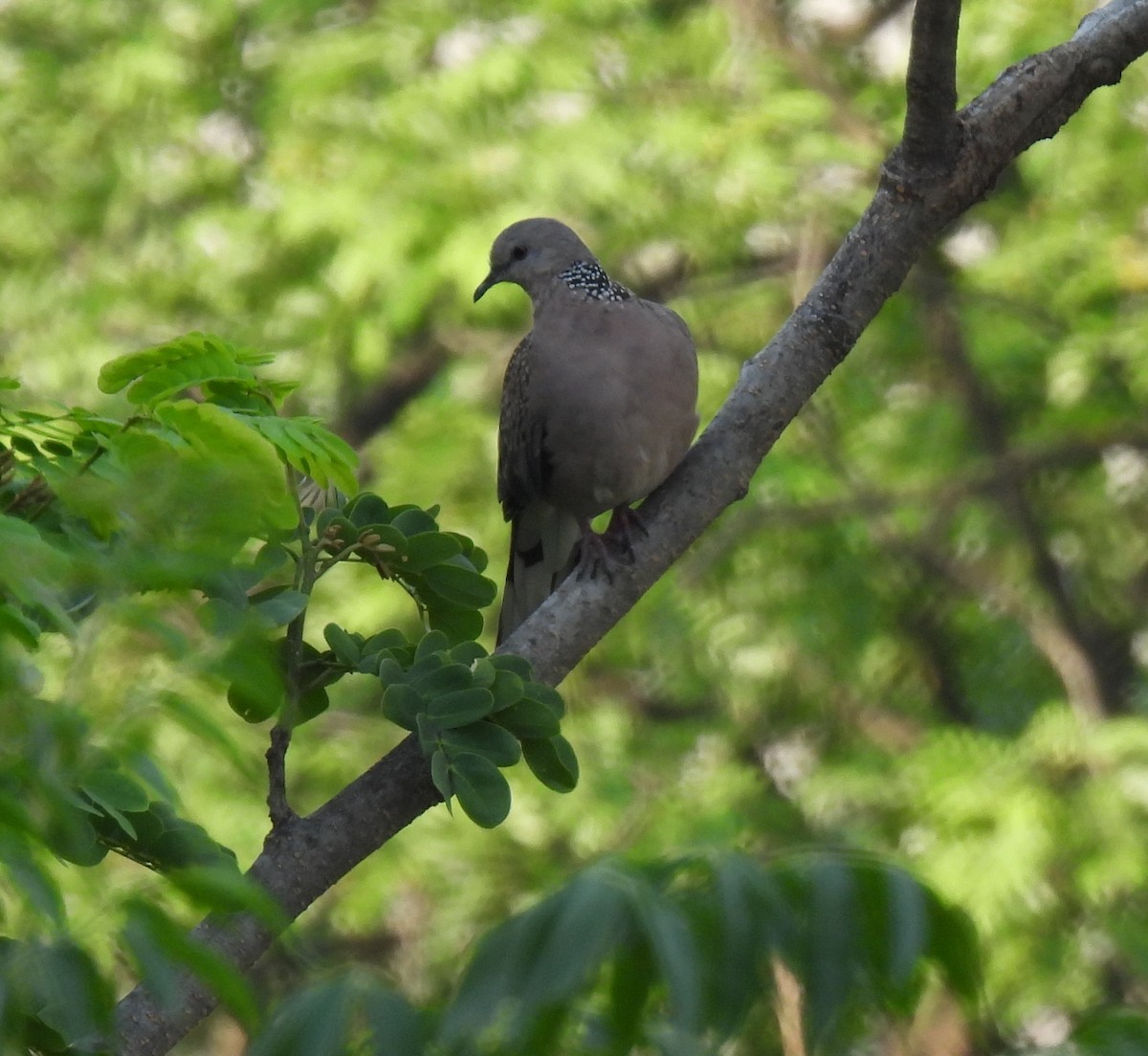 珠頸斑鳩 - ML620523363