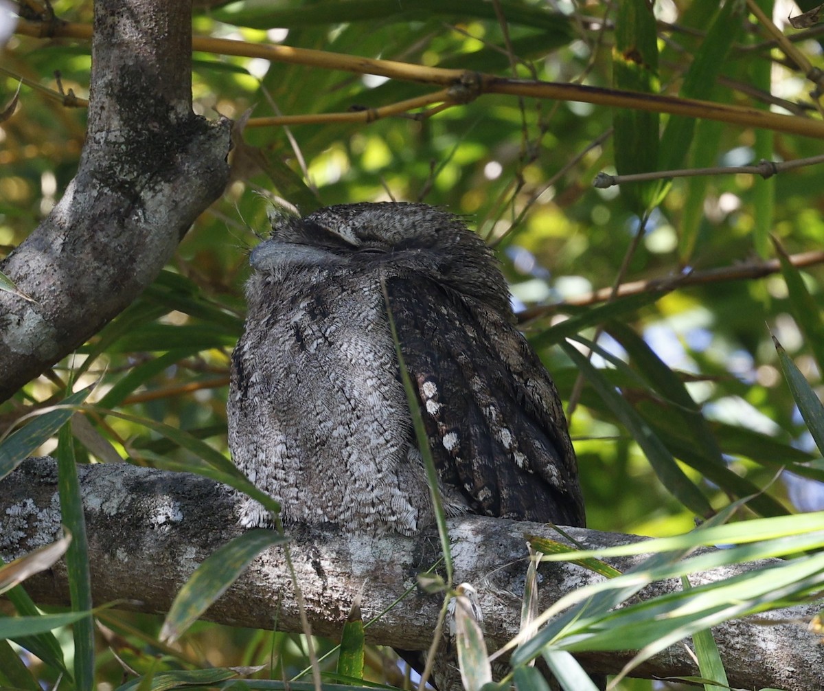 Papuan Frogmouth - ML620523370