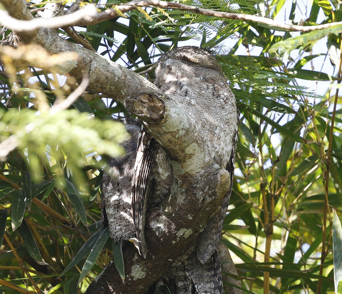 Papuan Frogmouth - ML620523372