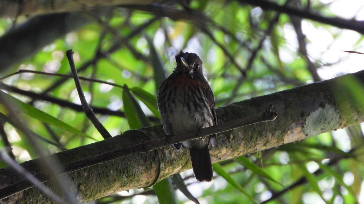 White-whiskered Puffbird - ML620523374