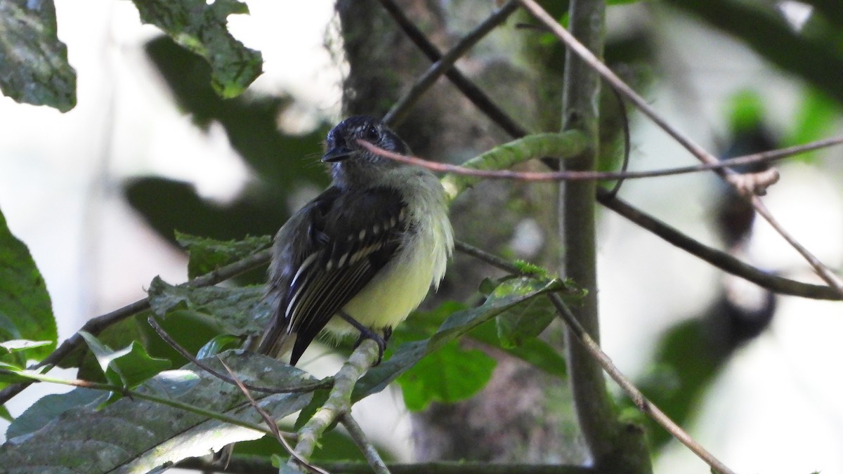 Slaty-capped Flycatcher - ML620523380