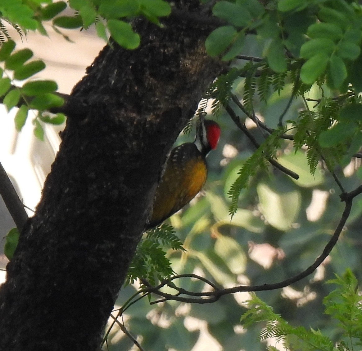 Black-rumped Flameback - ML620523382