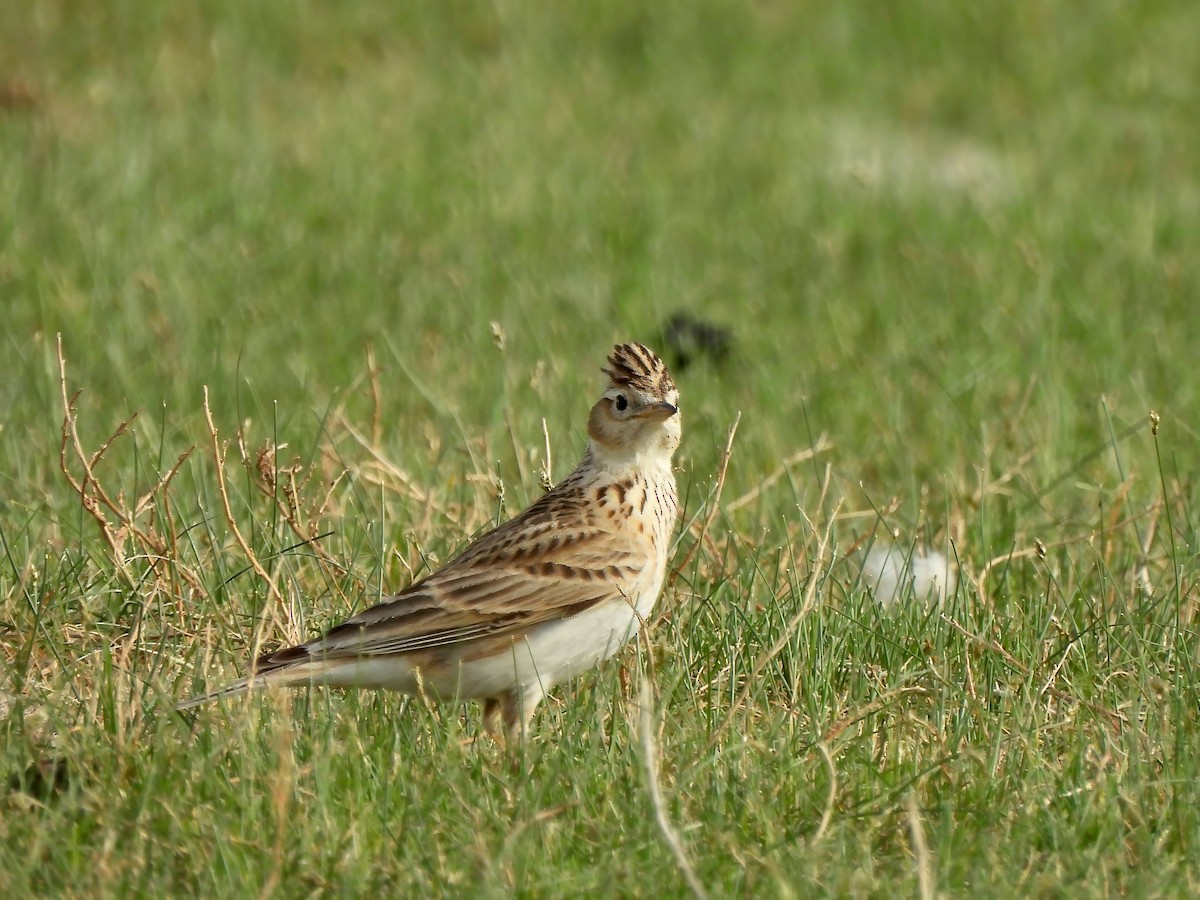 Eurasian Skylark - ML620523387