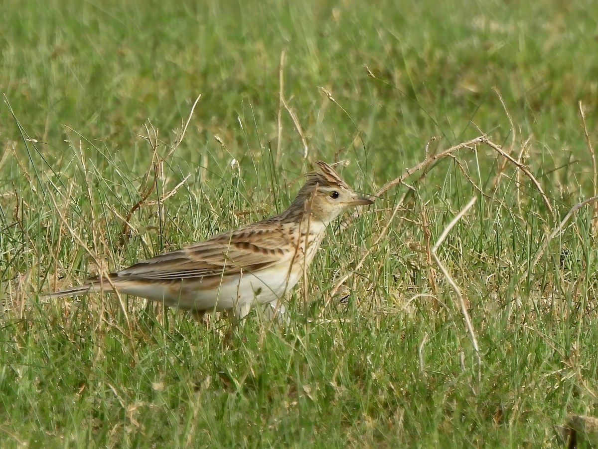 Eurasian Skylark - ML620523389