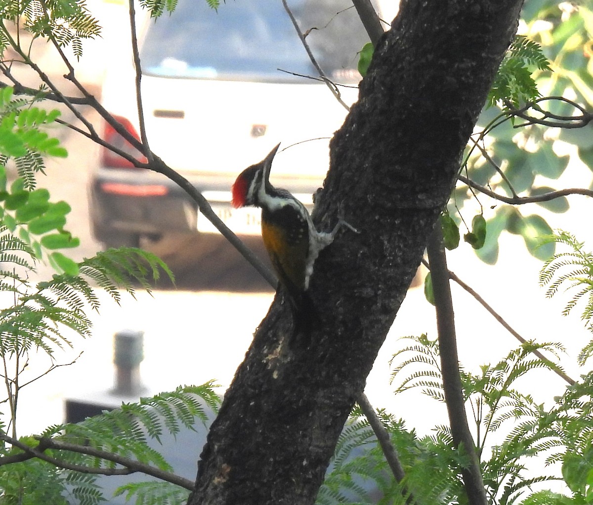 Black-rumped Flameback - ML620523394