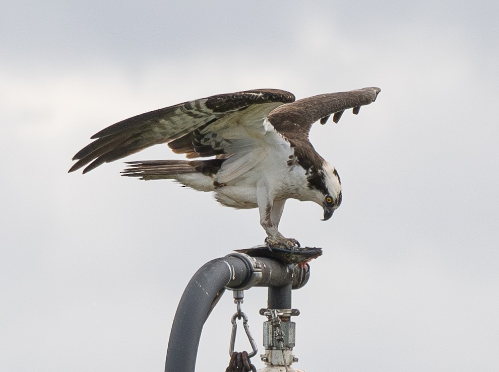 Balbuzard pêcheur - ML620523397