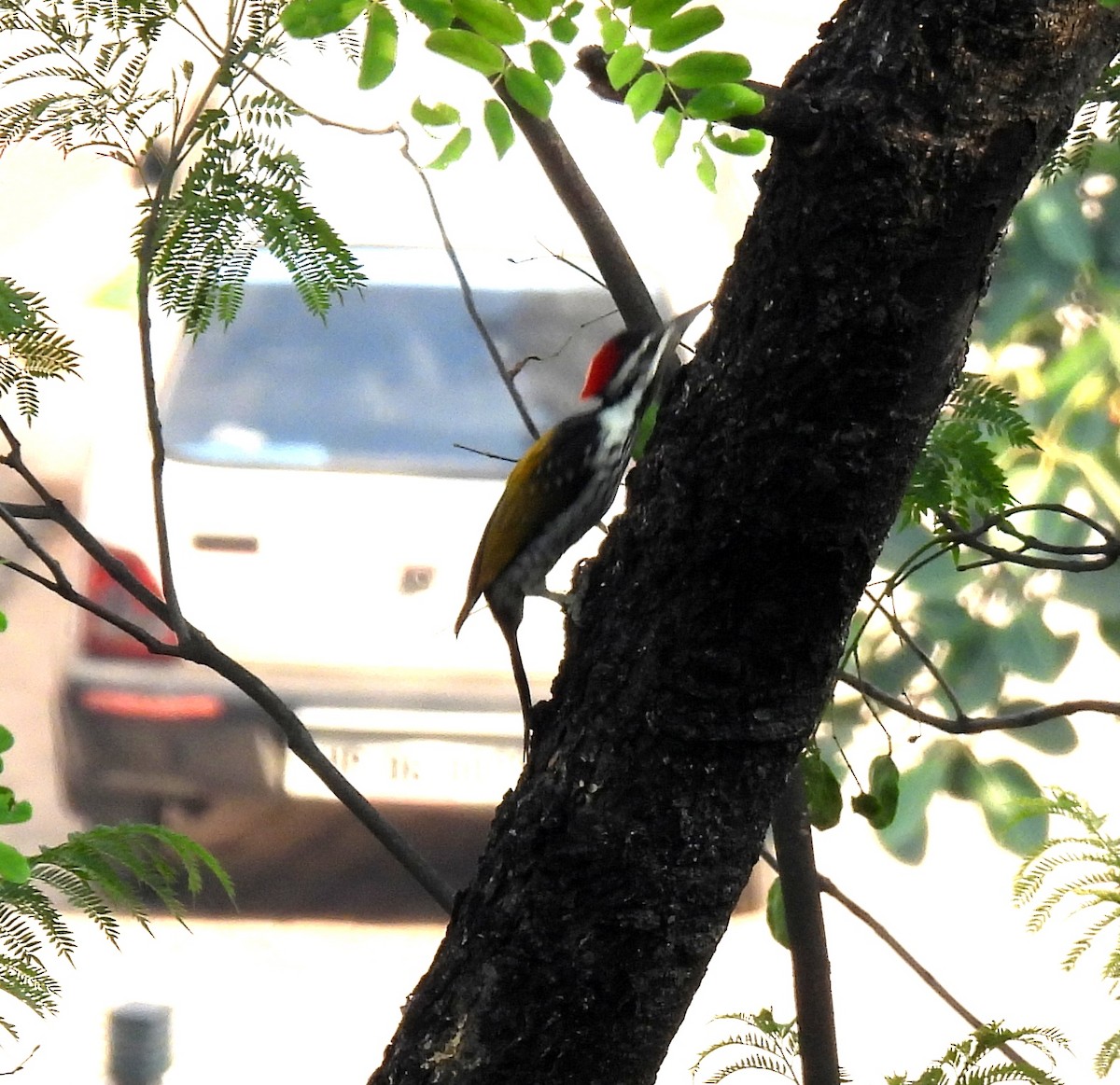 Black-rumped Flameback - ML620523400