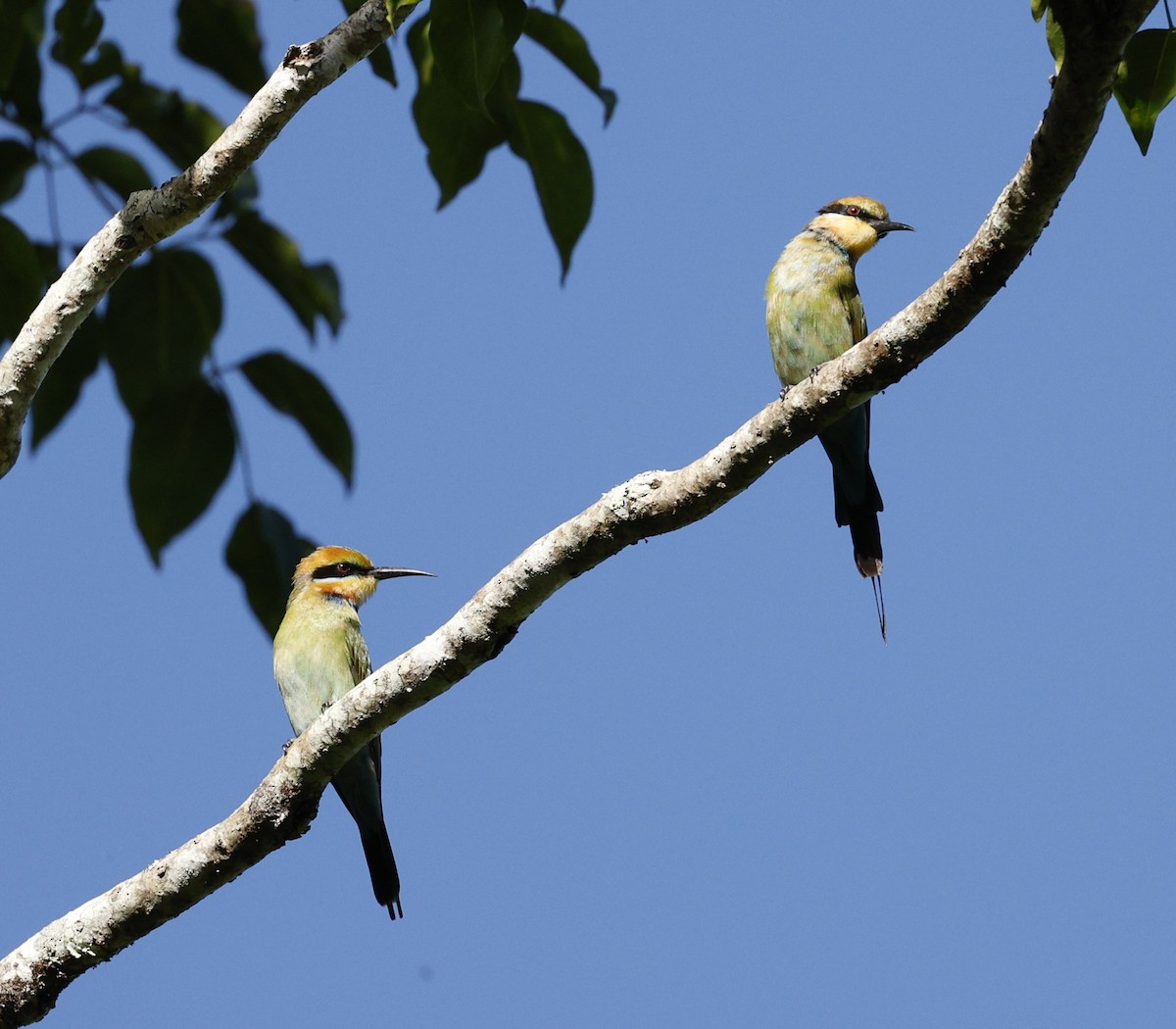 Rainbow Bee-eater - ML620523401