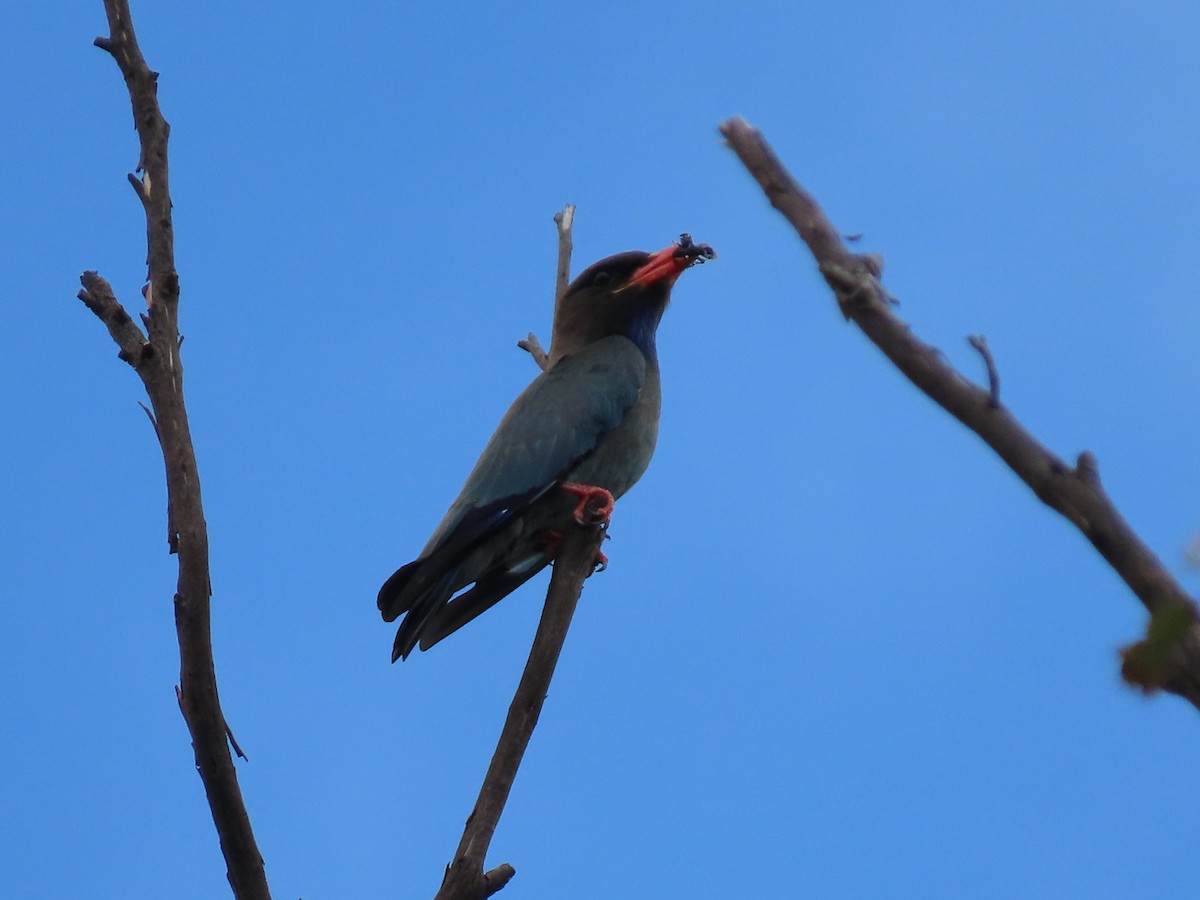 Dollarbird - ML620523417