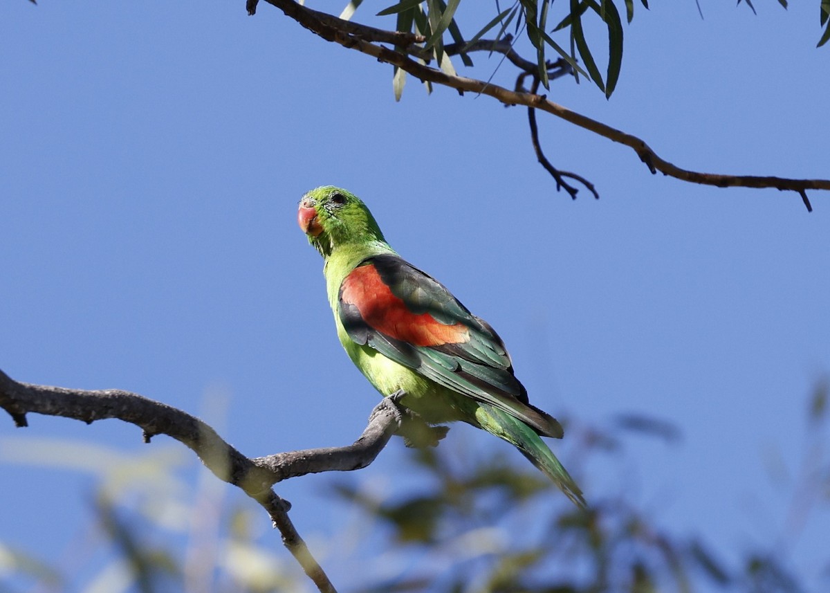 Red-winged Parrot - ML620523420