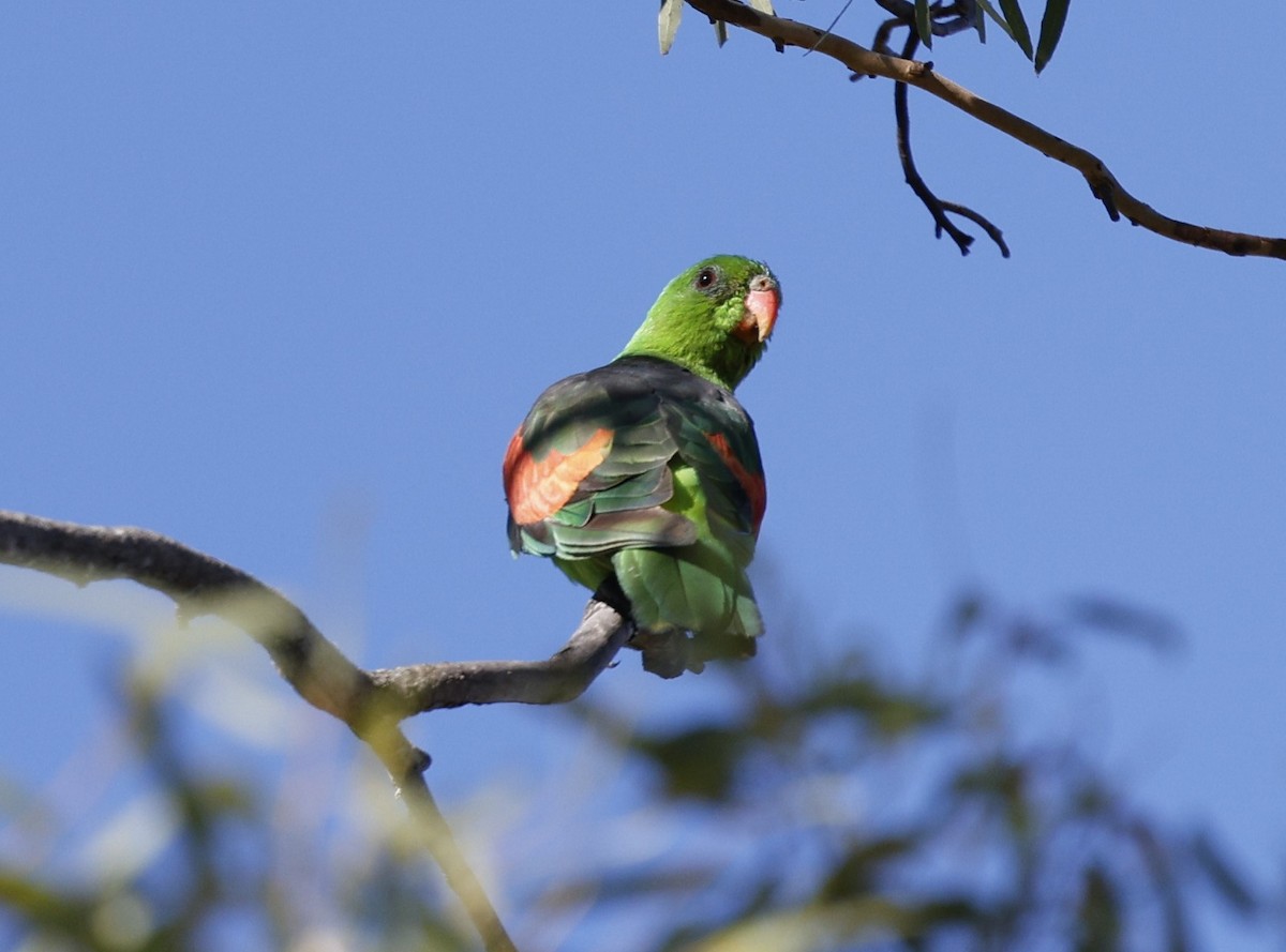 Red-winged Parrot - ML620523421