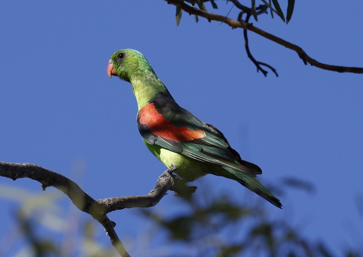 Red-winged Parrot - ML620523422