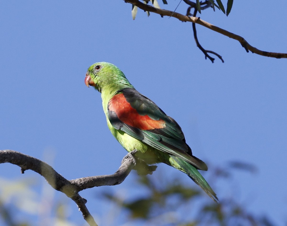 Red-winged Parrot - ML620523423