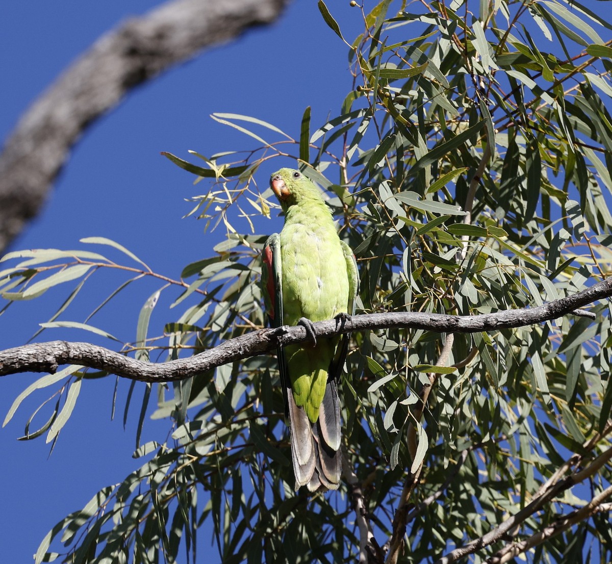 Red-winged Parrot - ML620523424