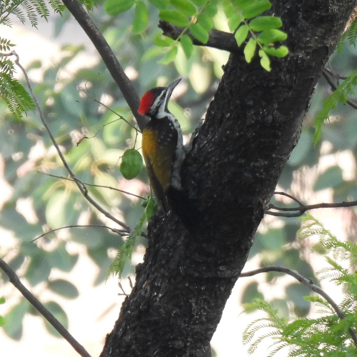 Black-rumped Flameback - ML620523425