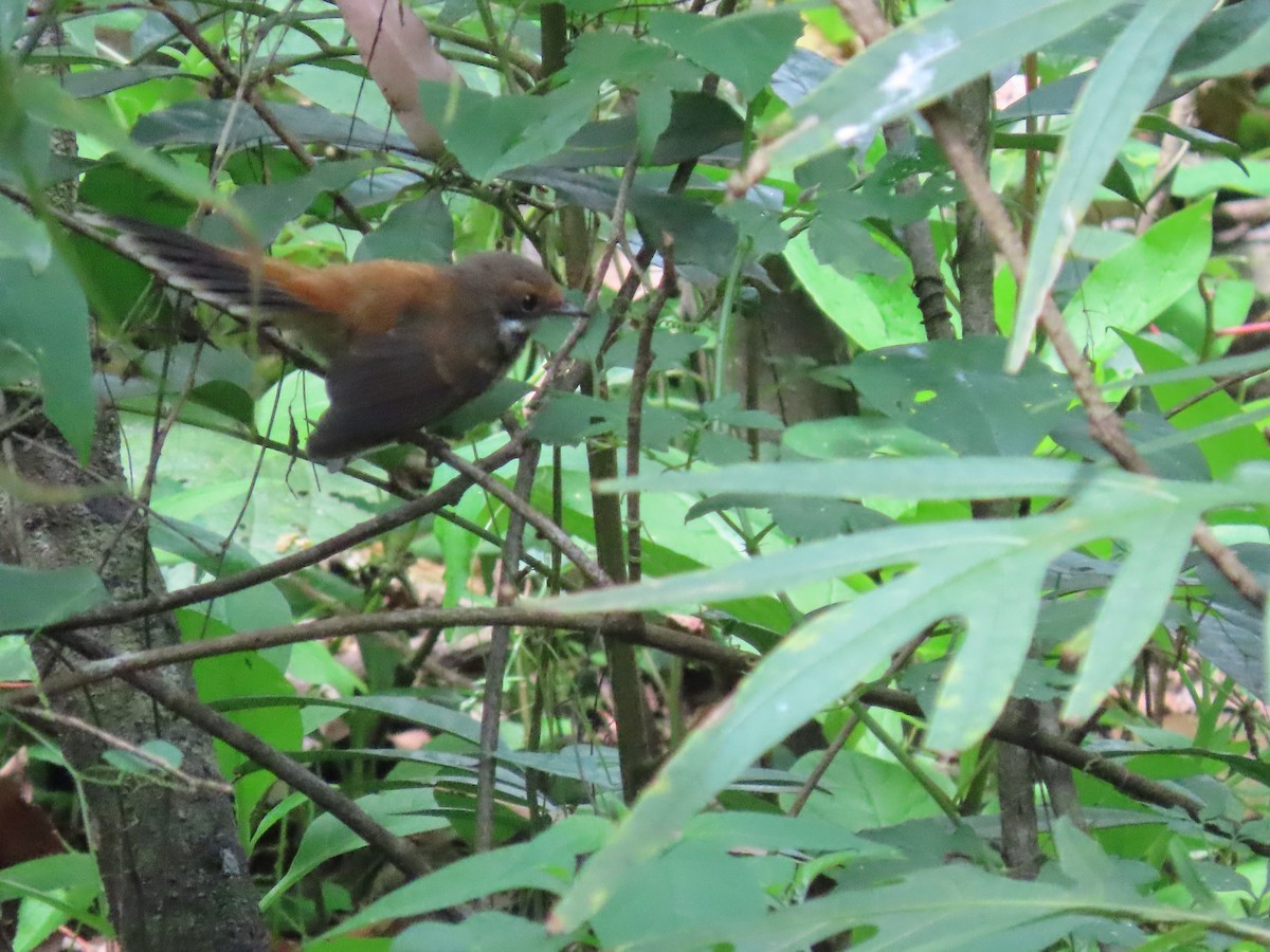 Australian Rufous Fantail - ML620523432