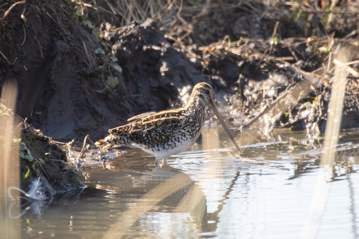 African Snipe - ML620523435