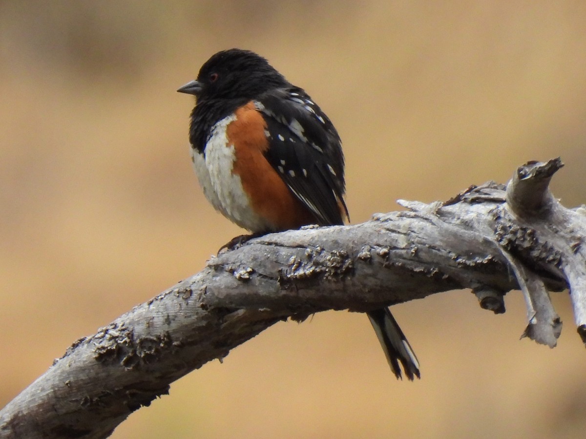 Spotted Towhee - ML620523436