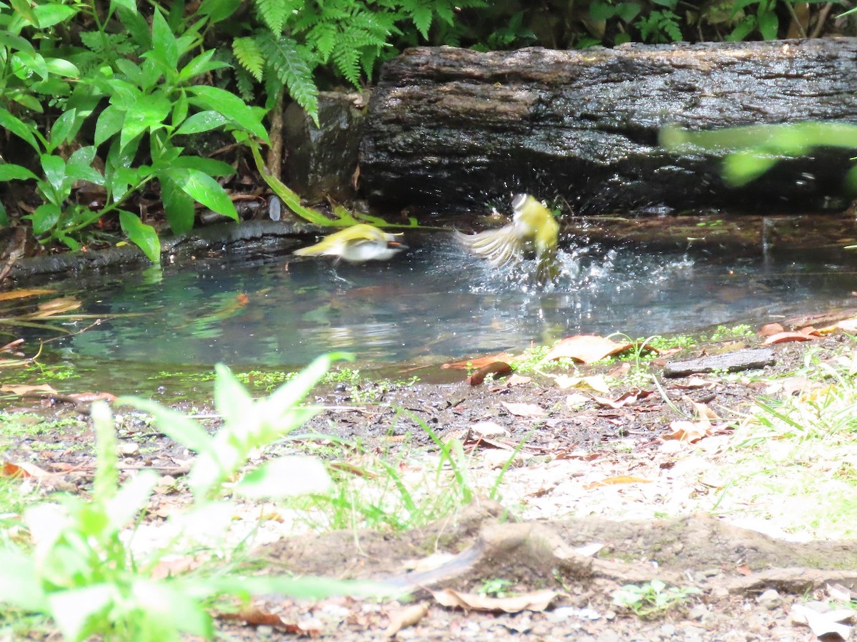 White-naped Honeyeater - ML620523437