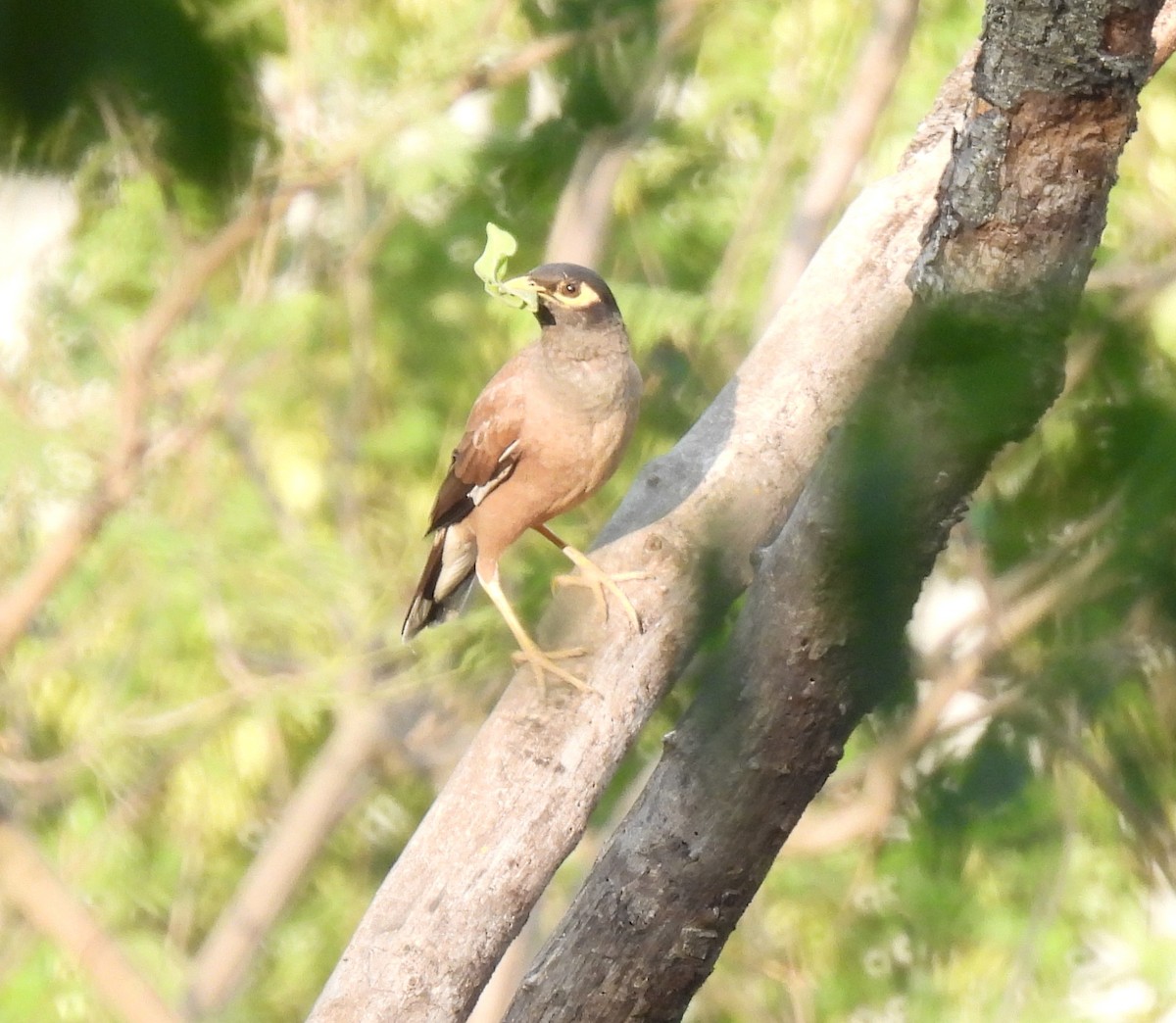 Common Myna - ML620523443