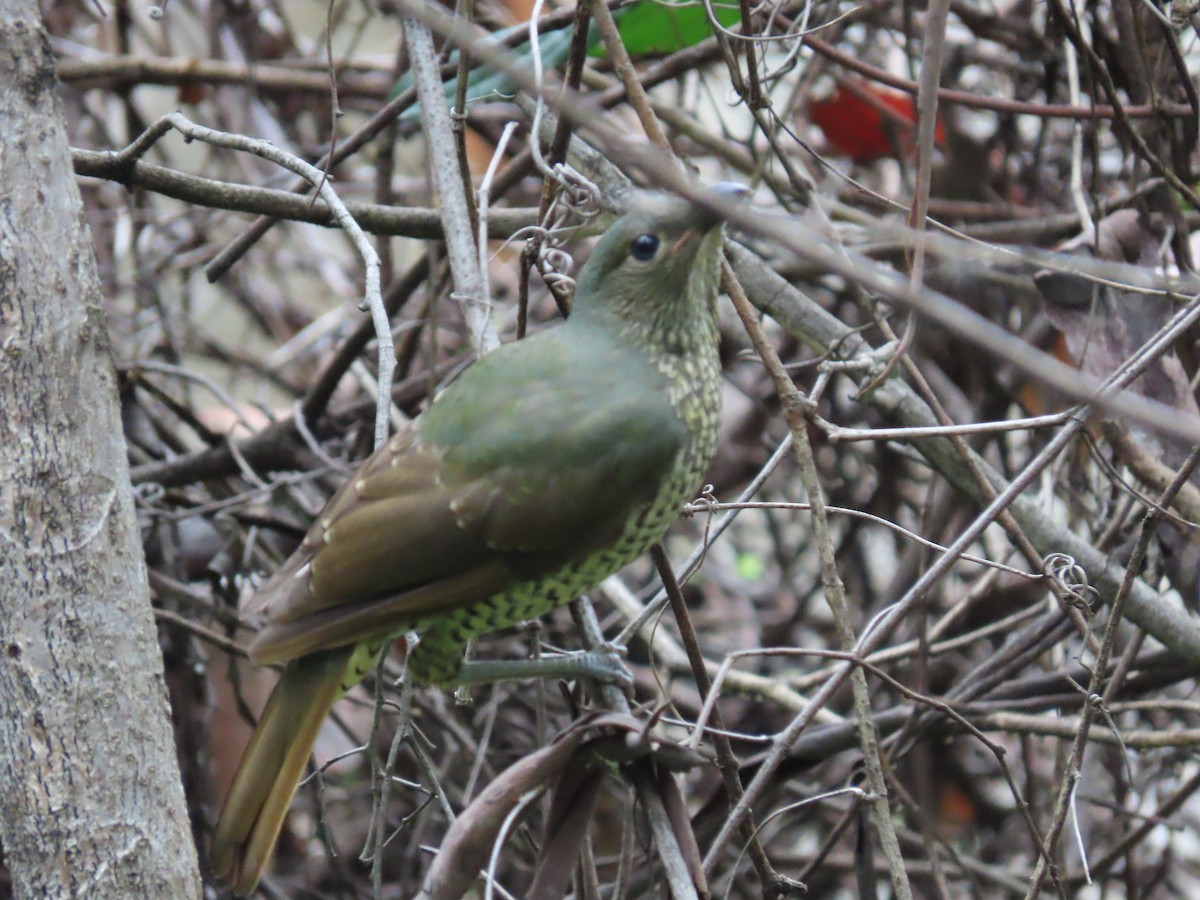 Satin Bowerbird - ML620523445