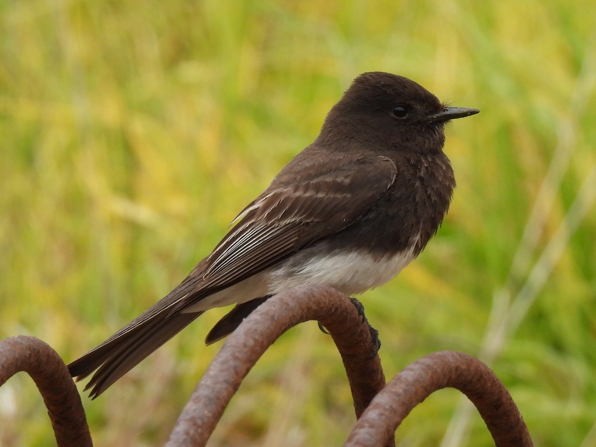 Black Phoebe - ML620523447