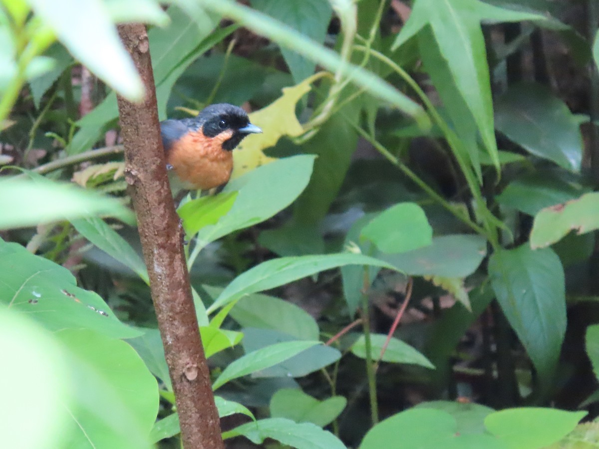 Spectacled Monarch - ML620523448