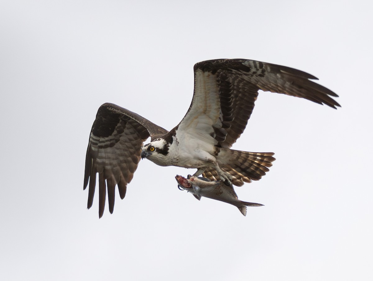 Águila Pescadora - ML620523455