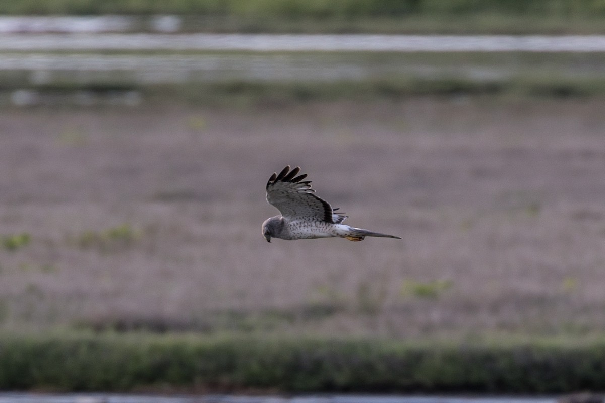 Northern Harrier - ML620523461