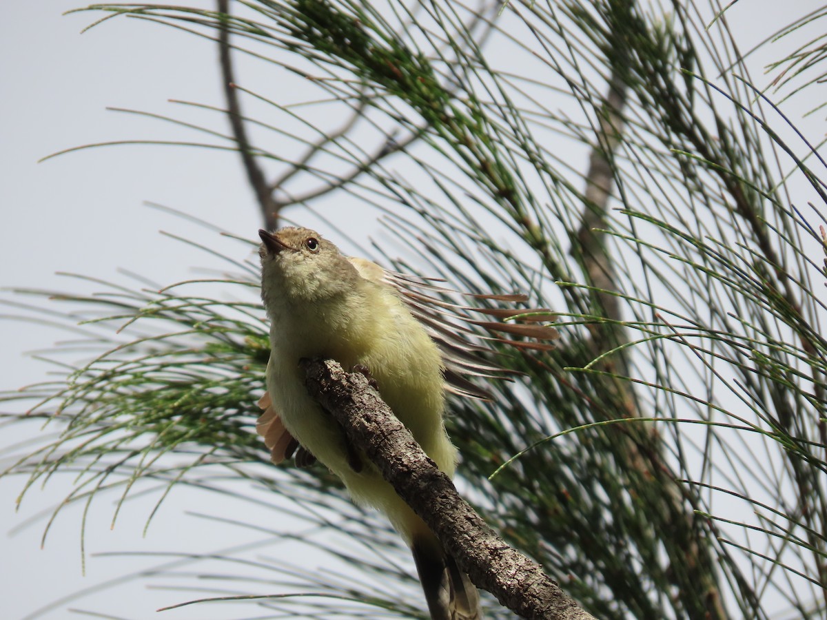 Brown Thornbill - ML620523463