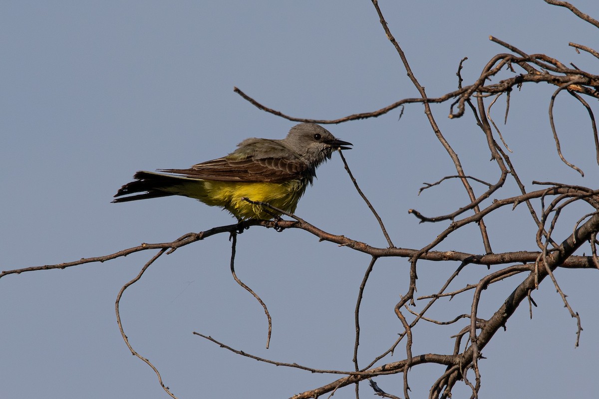 Western Kingbird - ML620523464