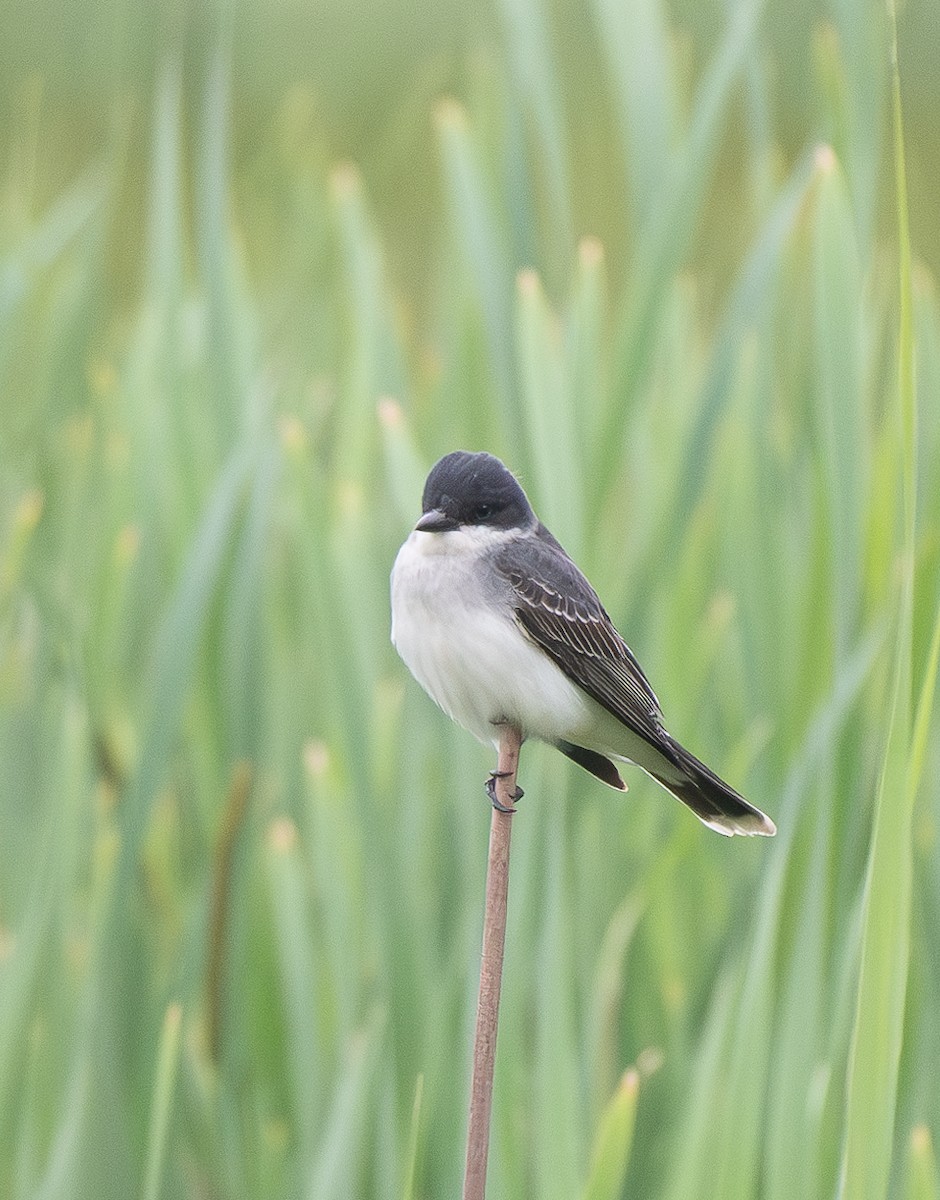 Eastern Kingbird - ML620523468