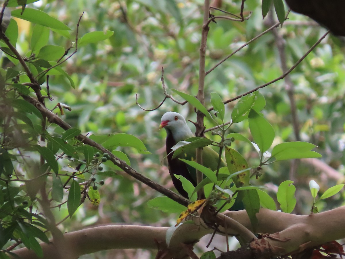 Wompoo Fruit-Dove - ML620523471