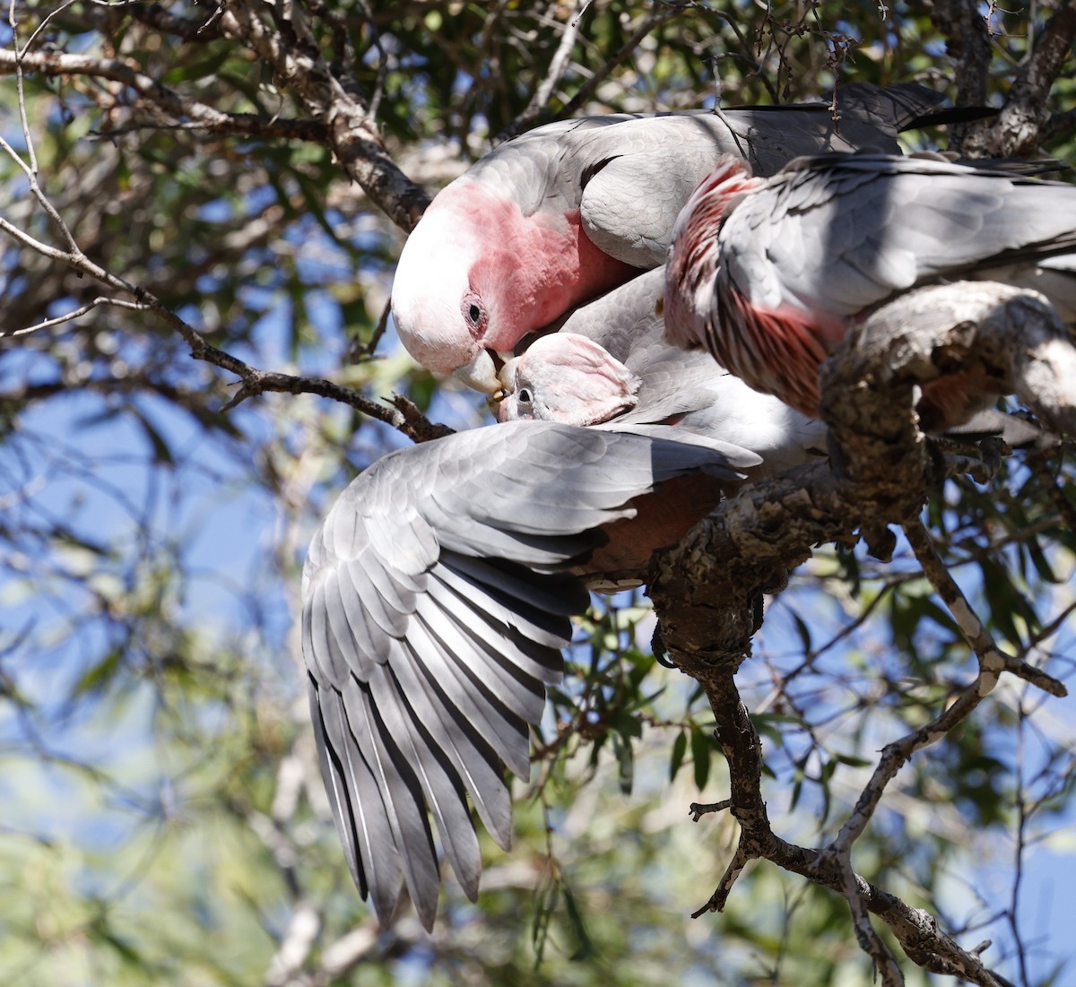 Galah - ML620523472