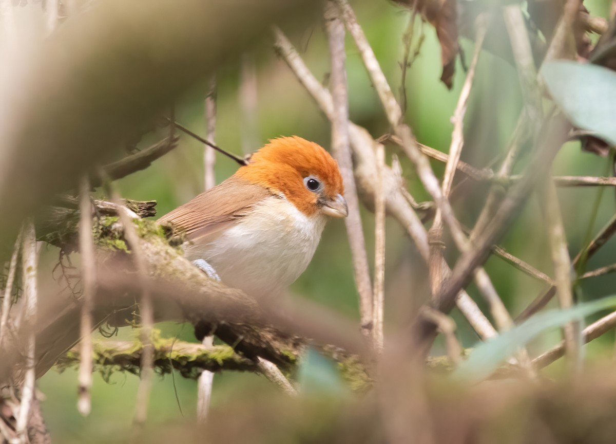 Paradoxornis à tête rousse - ML620523478