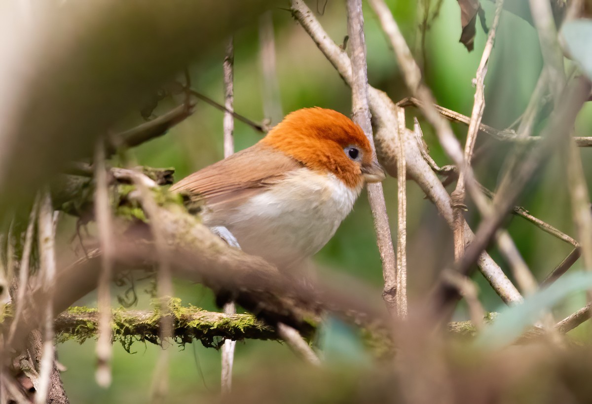White-breasted Parrotbill - ML620523479