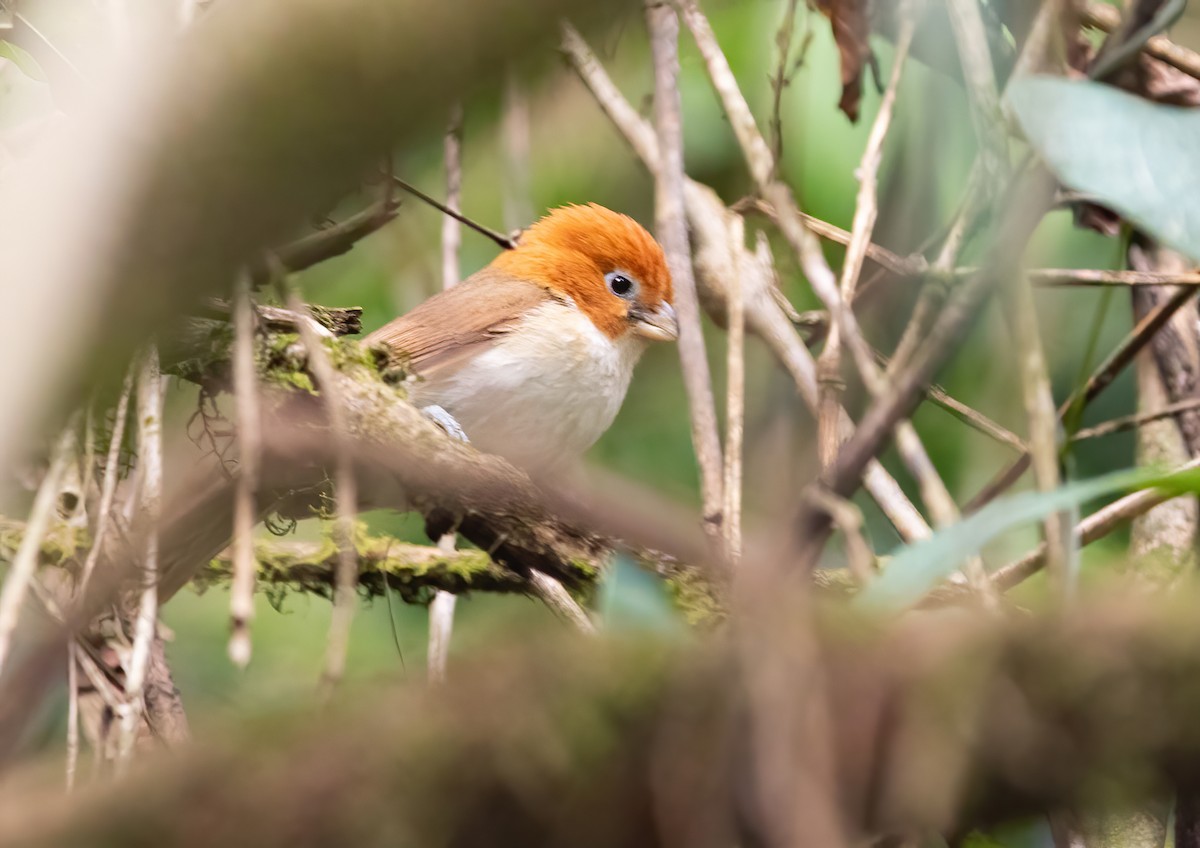 Paradoxornis à tête rousse - ML620523480