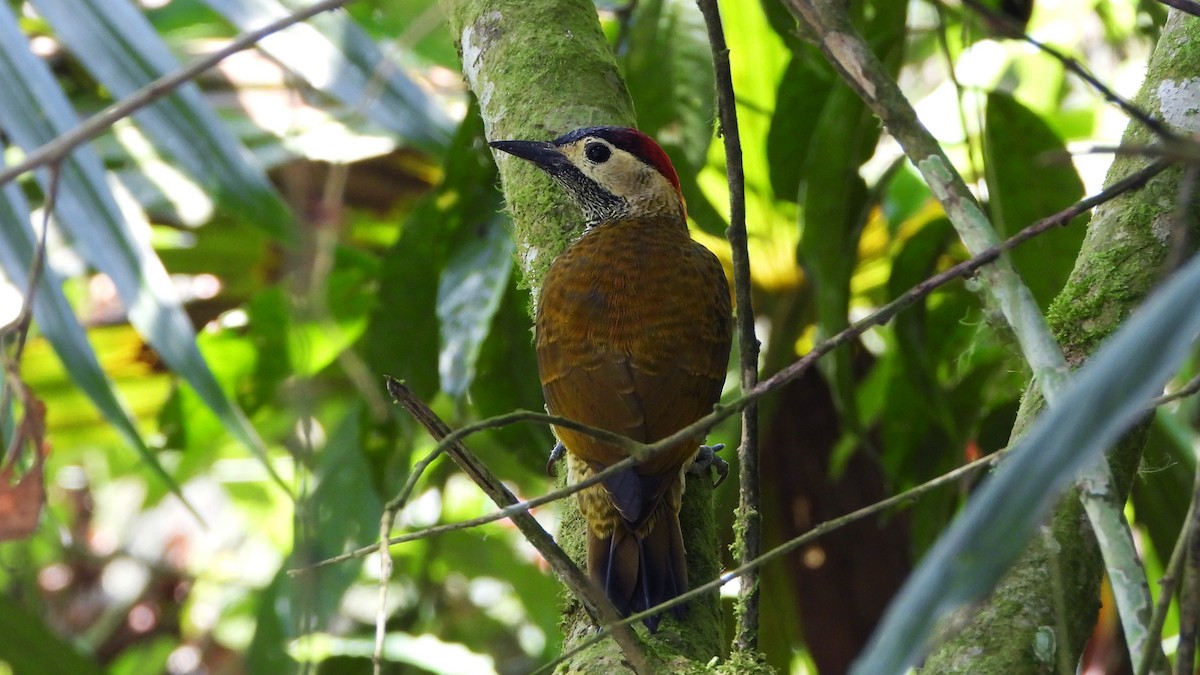 Golden-olive Woodpecker - ML620523482