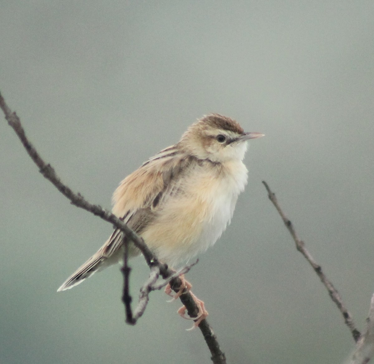 Zitting Cisticola - ML620523483