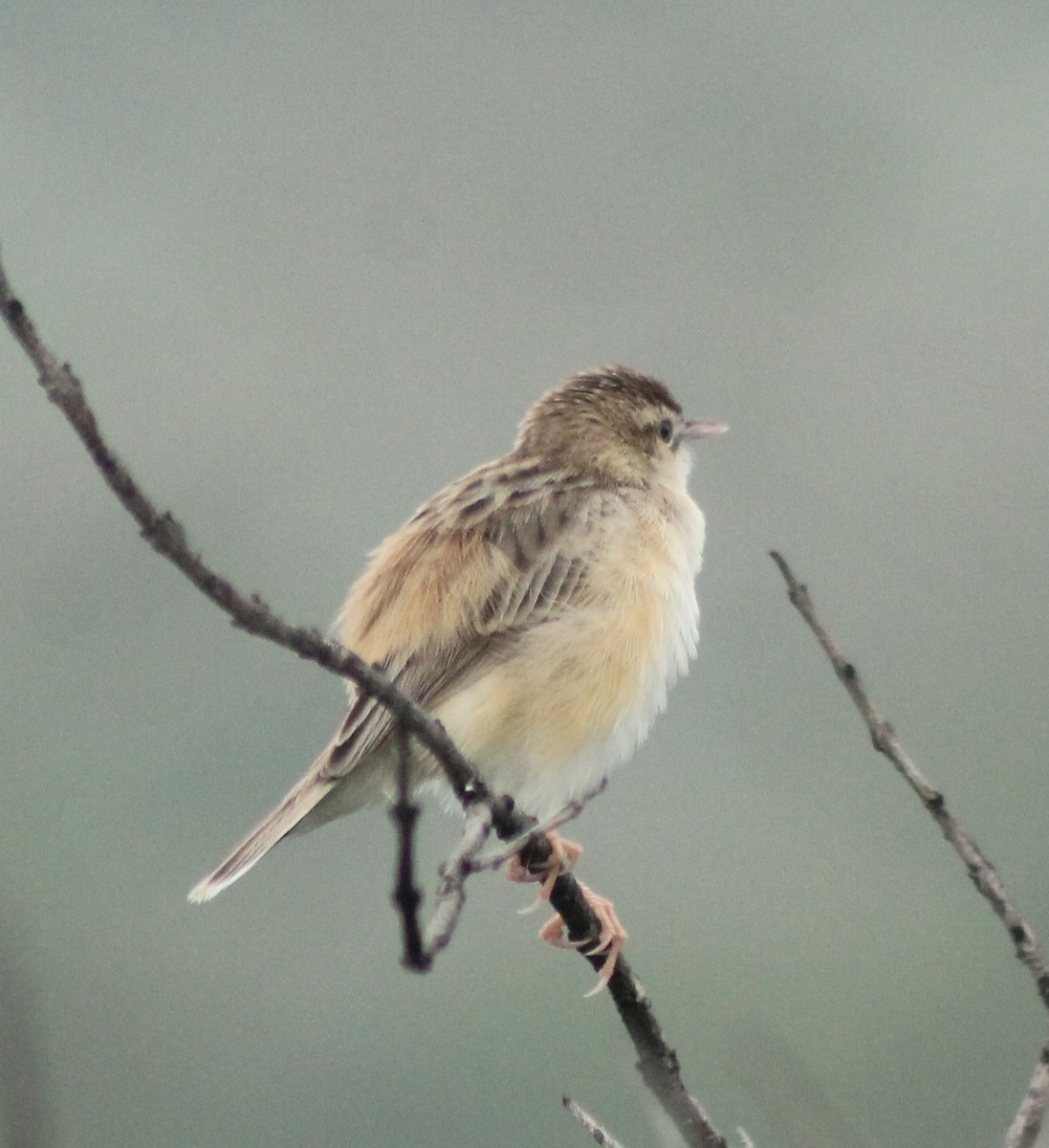 Zitting Cisticola - ML620523484