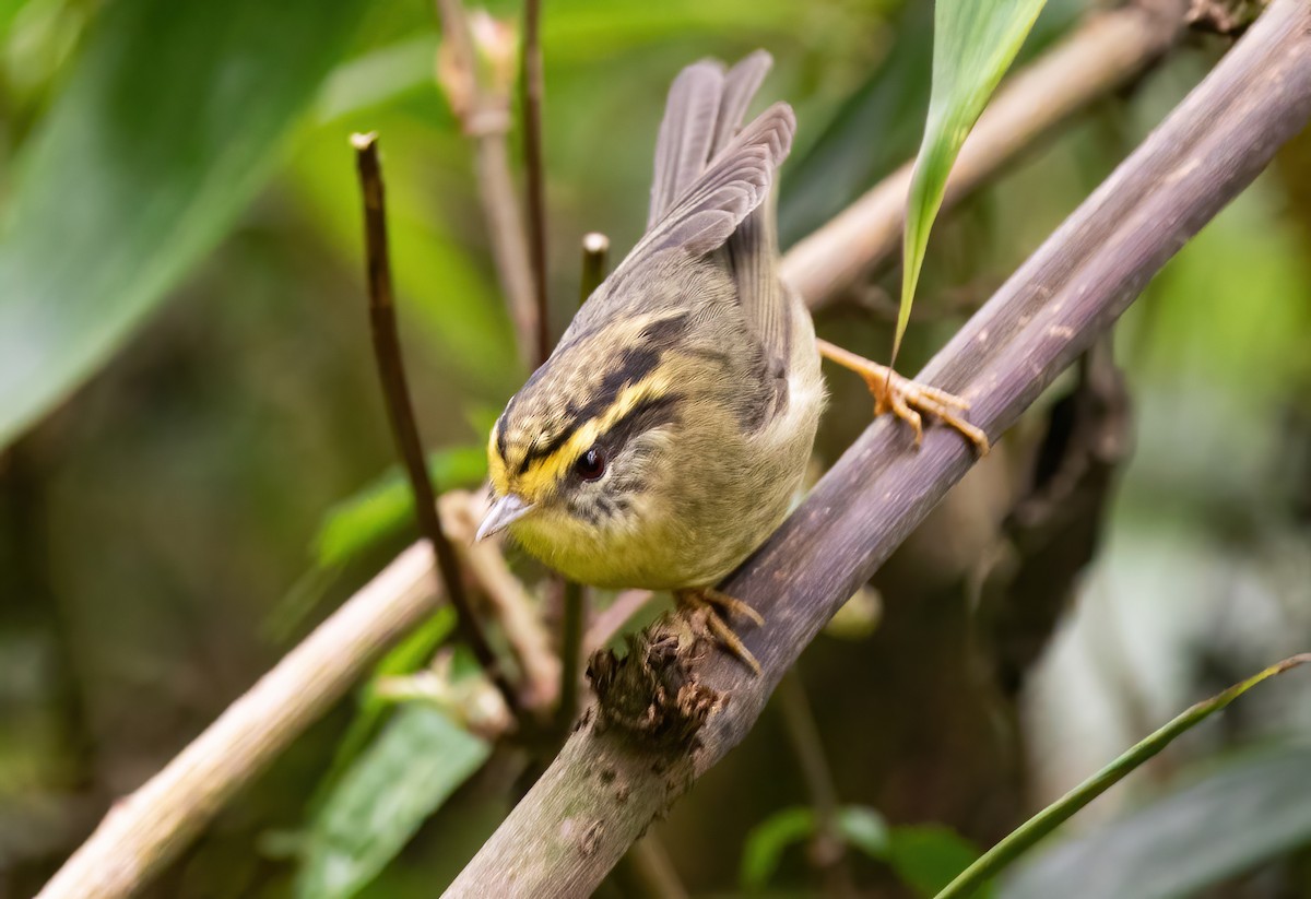 Yellow-throated Fulvetta - ML620523487