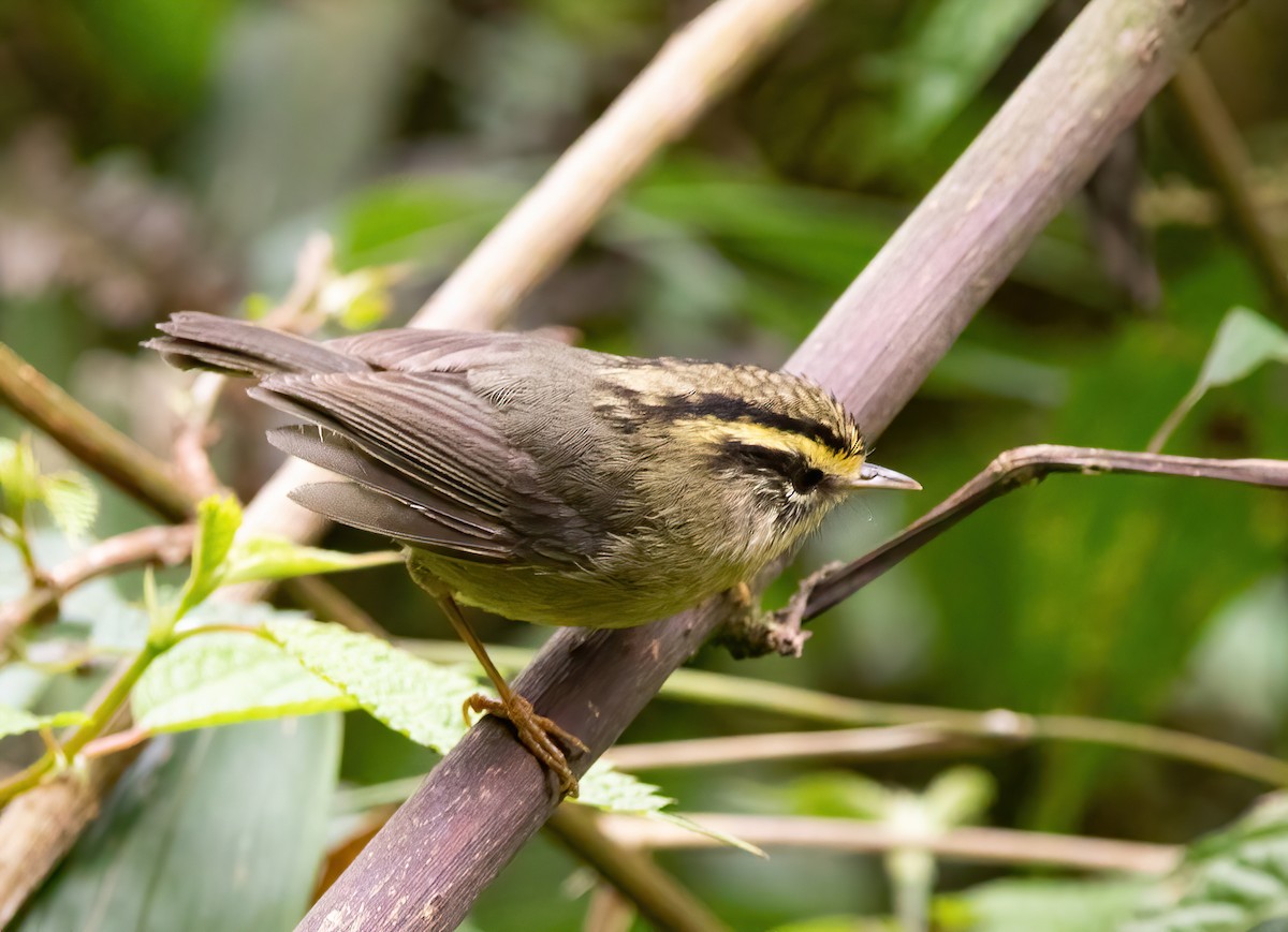 Yellow-throated Fulvetta - ML620523488