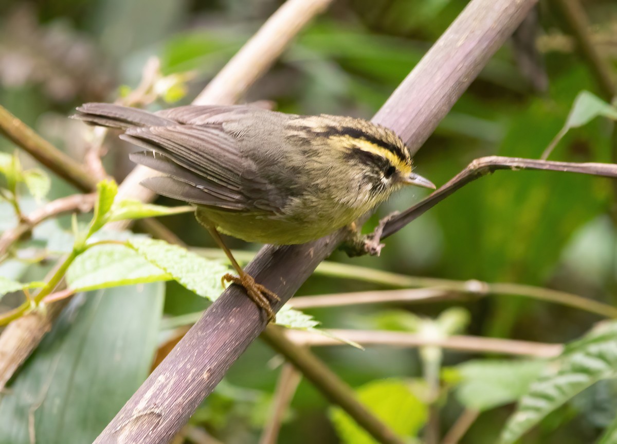 Yellow-throated Fulvetta - ML620523489