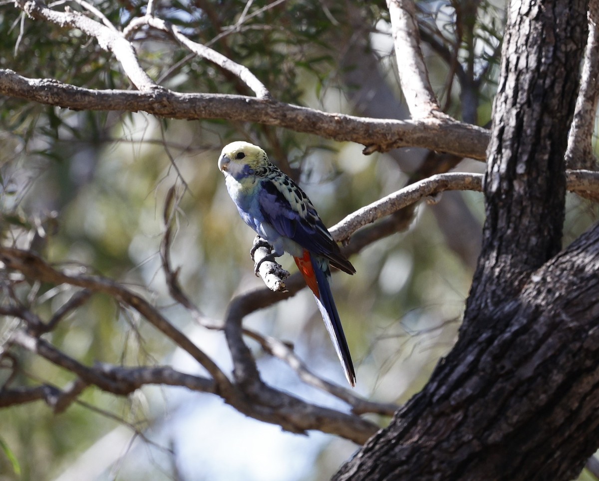 Pale-headed Rosella - ML620523490