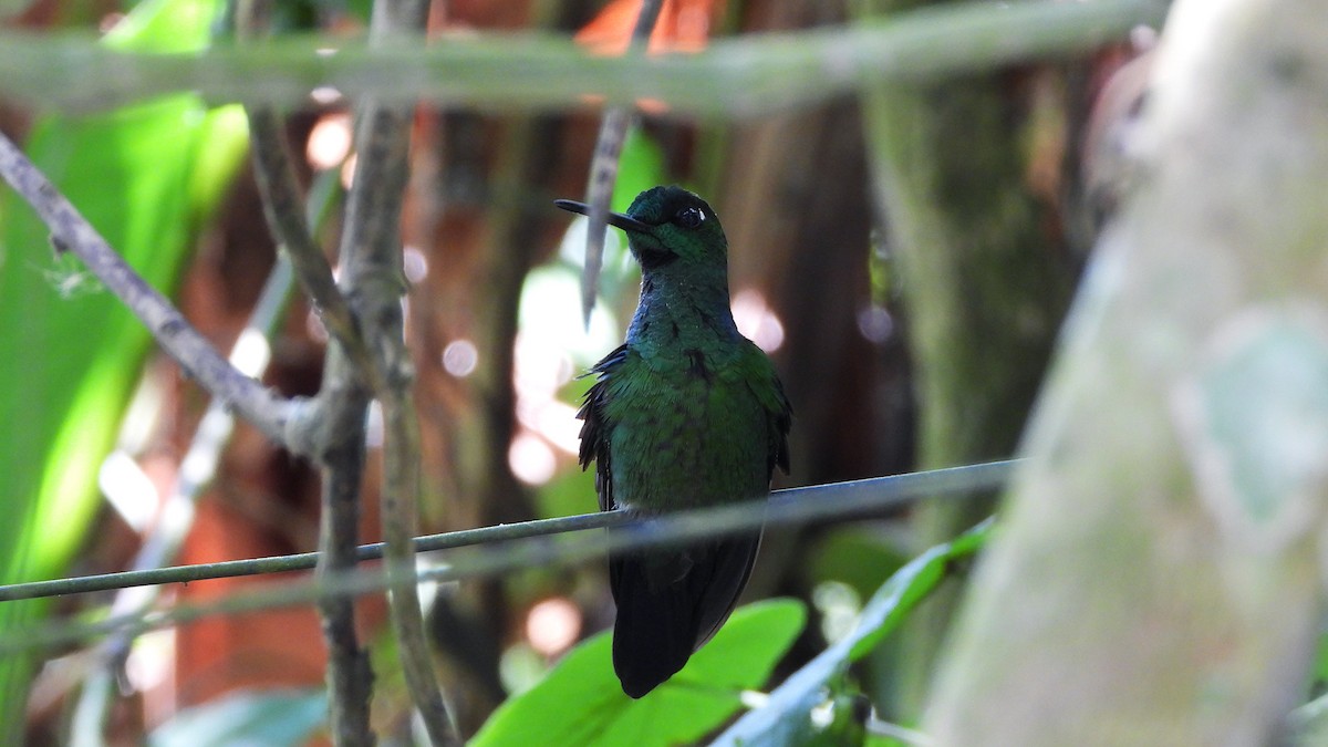 Green-crowned Brilliant - ML620523494