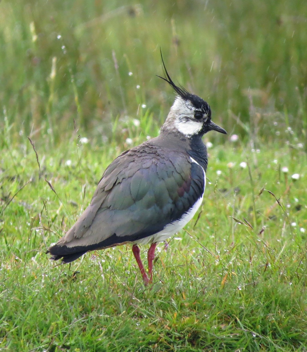 Northern Lapwing - ML620523497