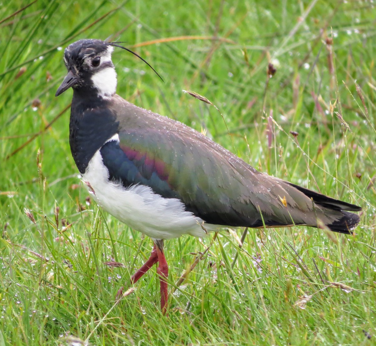 Northern Lapwing - ML620523498