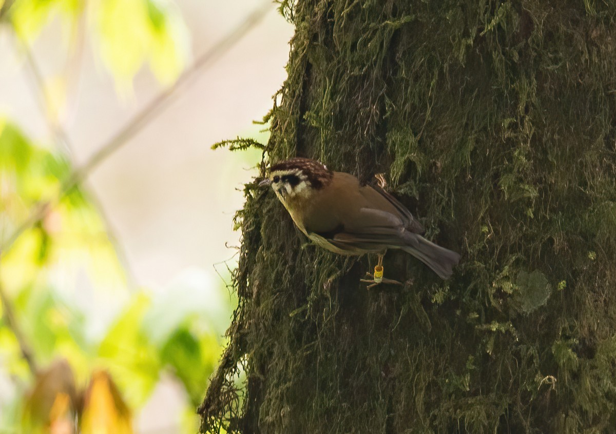 Rufous-winged Fulvetta - ML620523503