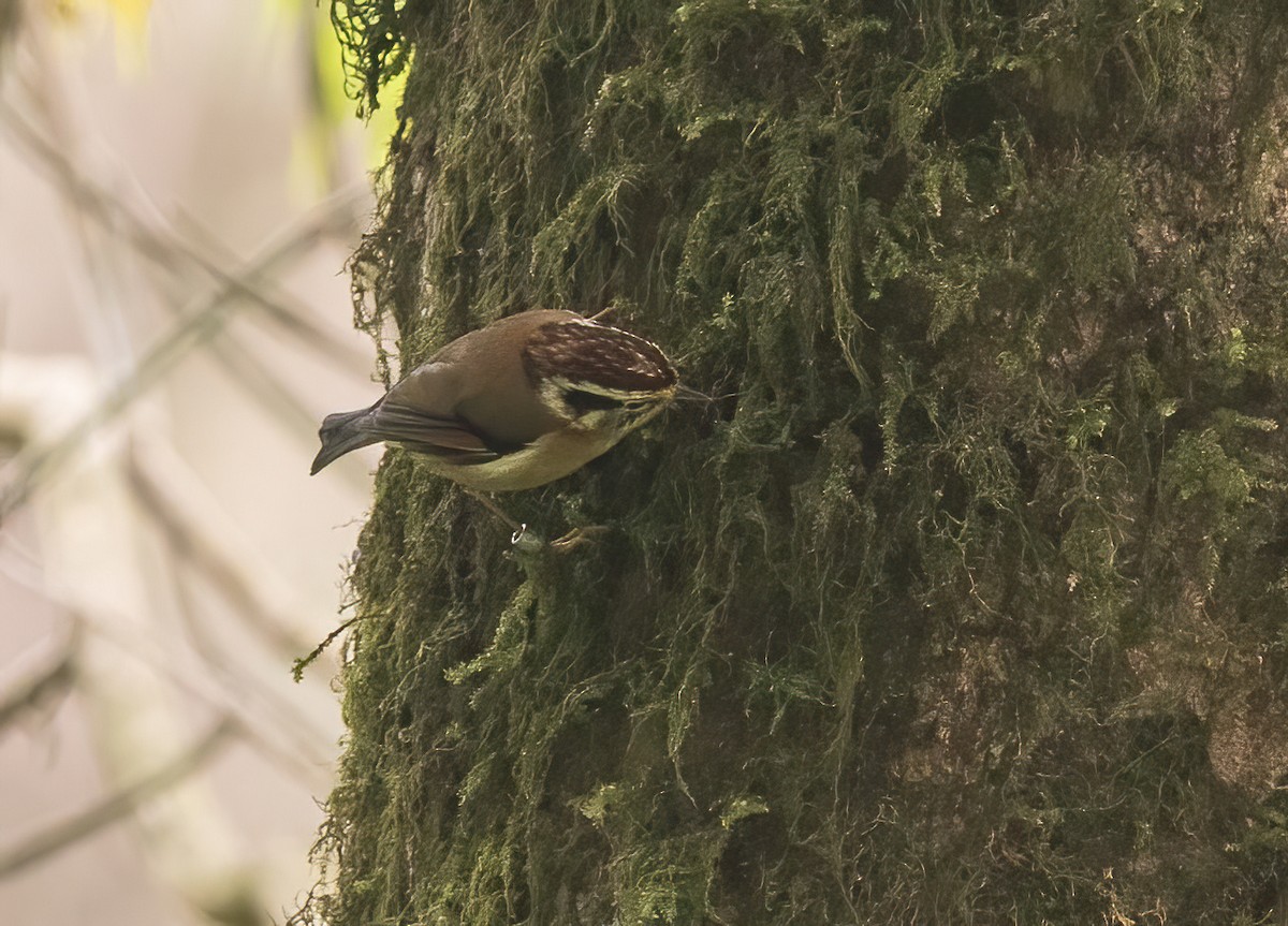 Rufous-winged Fulvetta - ML620523504