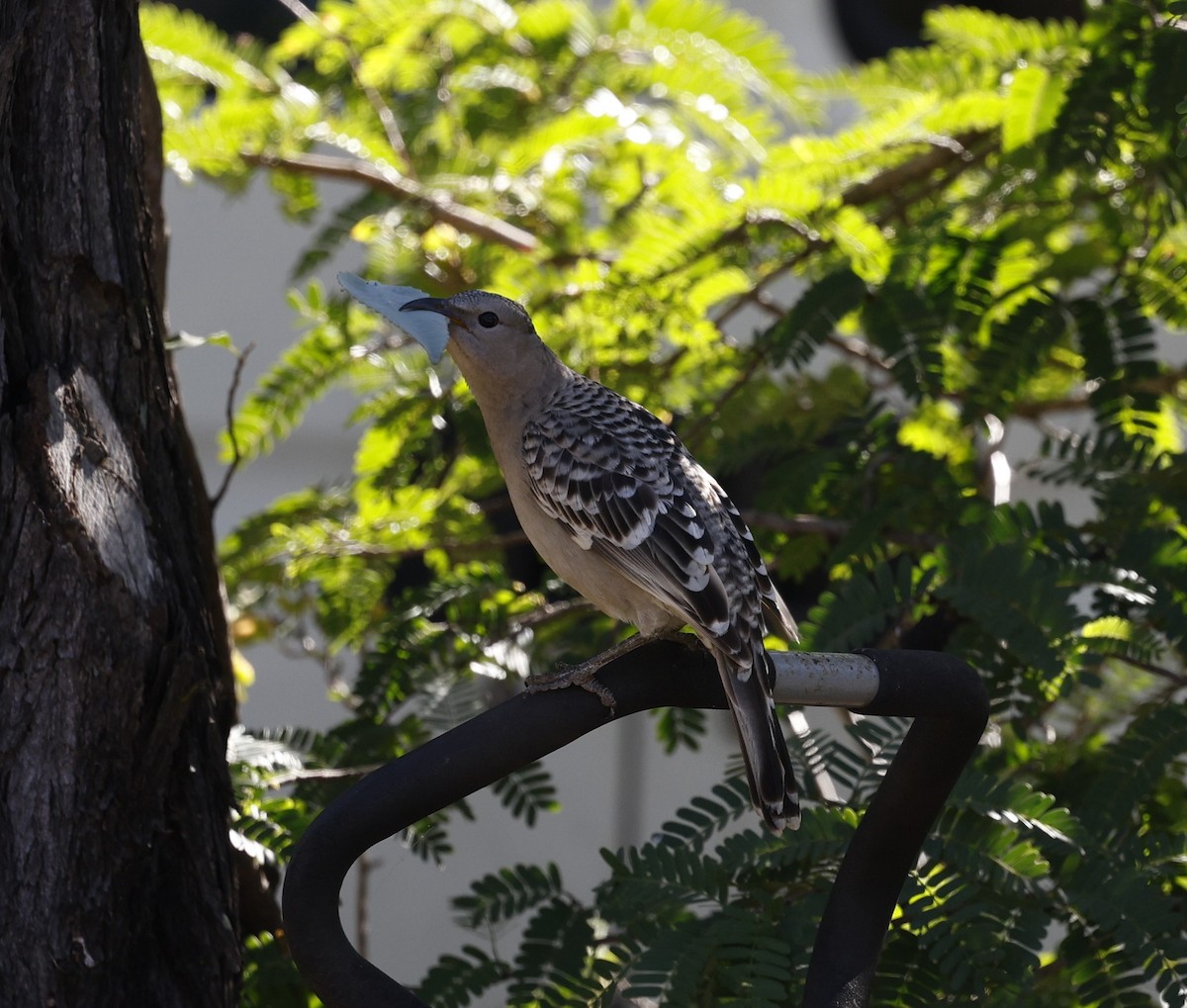 Great Bowerbird - ML620523507